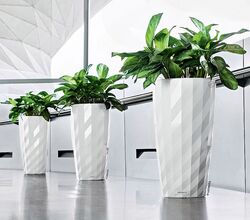 Hydrokultur