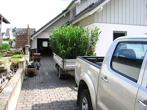 Kirschlorbeerhecke