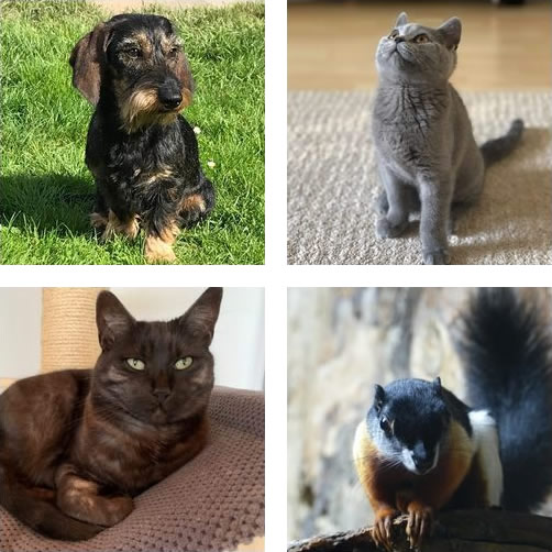 Unsere kuscheligen Lieblinge präsentieren ihre Brillenmodelle Unsere kuscheligen Lieblinge präsentieren ihre Brillenmodelle